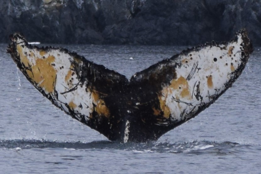Fluke of HW-MN1307635