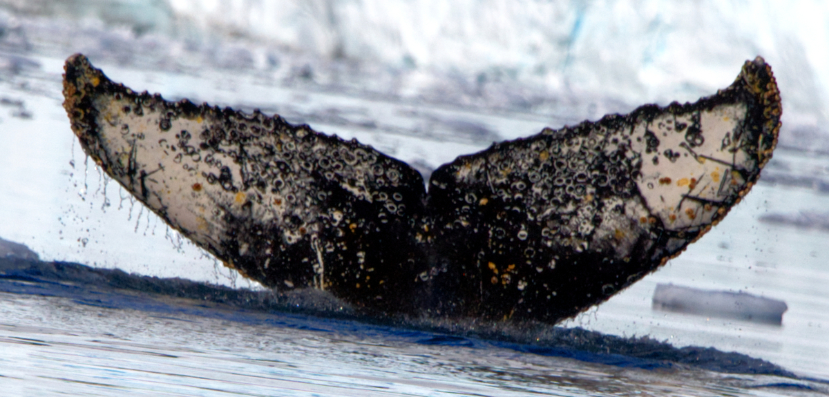 Fluke of HW-MN1307665
