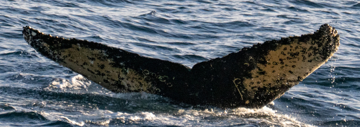 Fluke of HW-MN1307671