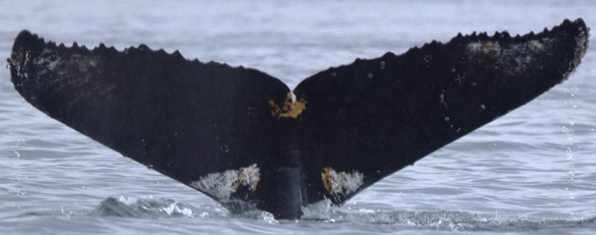 Fluke of HW-MN1307681