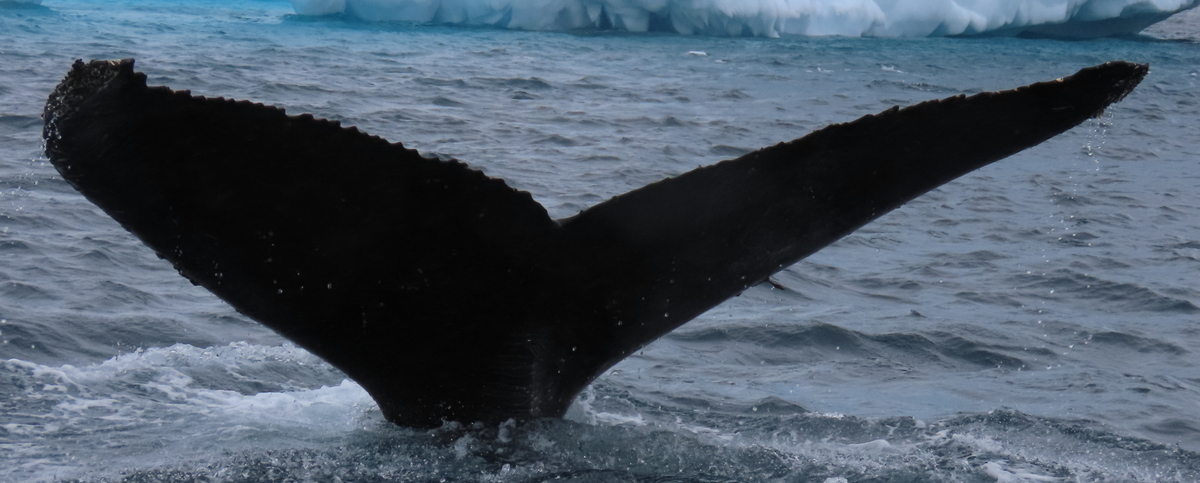 Fluke of HW-MN1307689