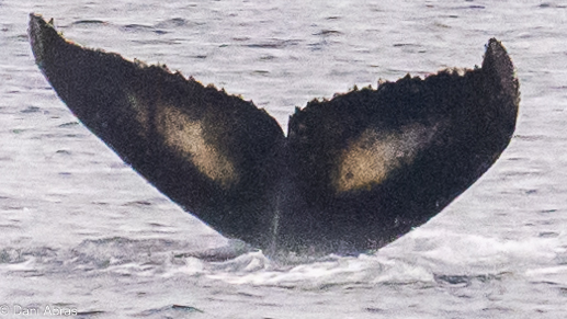 Fluke of HW-MN1307700