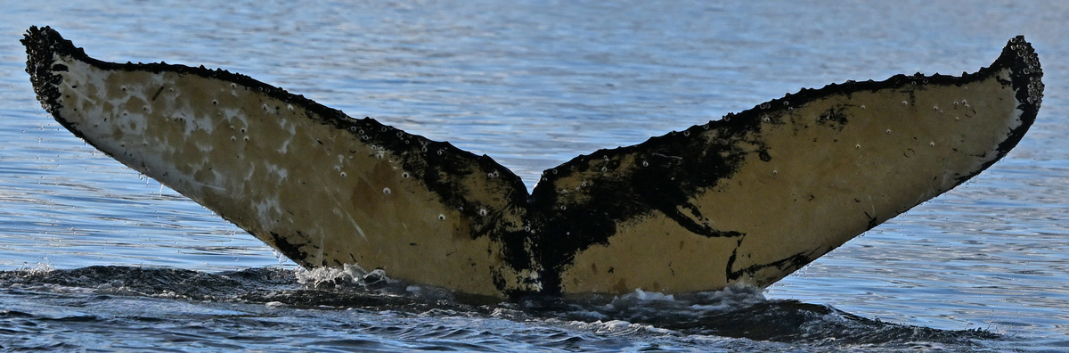 Fluke of BTBEL-Mn25_062A_GMR