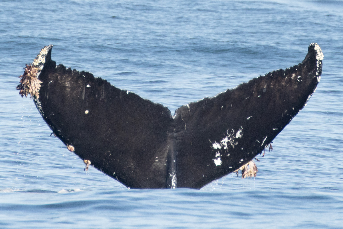 Fluke of HW-MN0503717