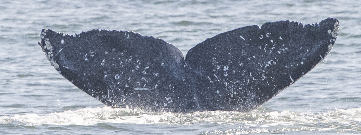 Fluke of HW-MN0503719