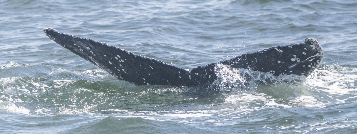 Fluke of HW-MN0503720