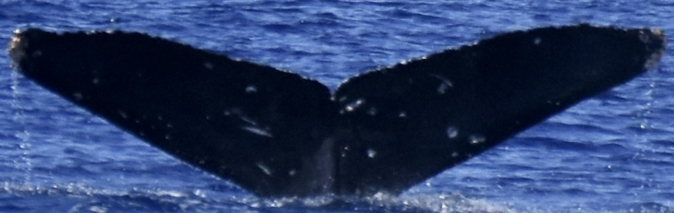 Fluke of HW-MN0445241