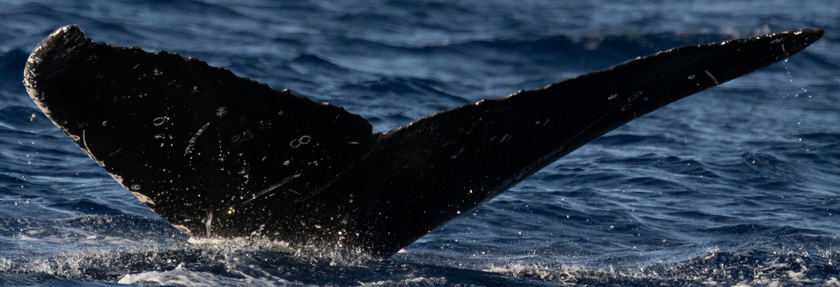 Fluke of HW-MN0445249