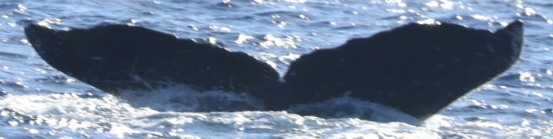 Fluke of HW-MN0445251