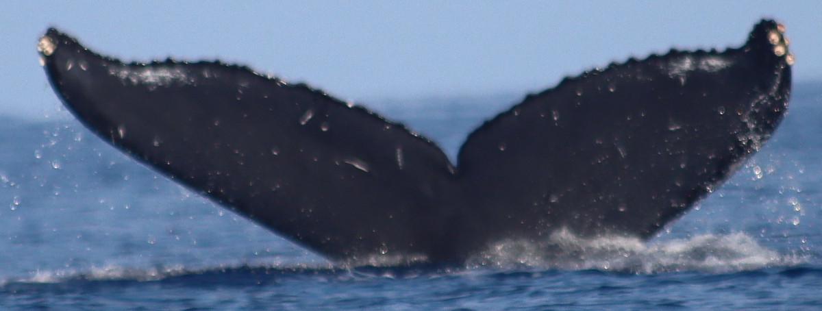 Fluke of HW-MN0445259