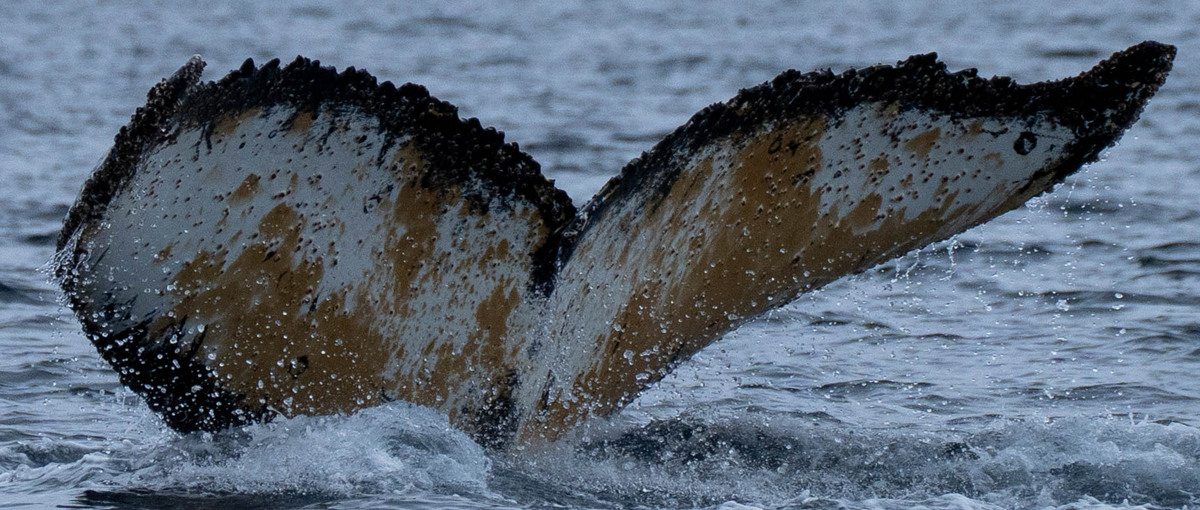 Fluke of HW-MN1307702