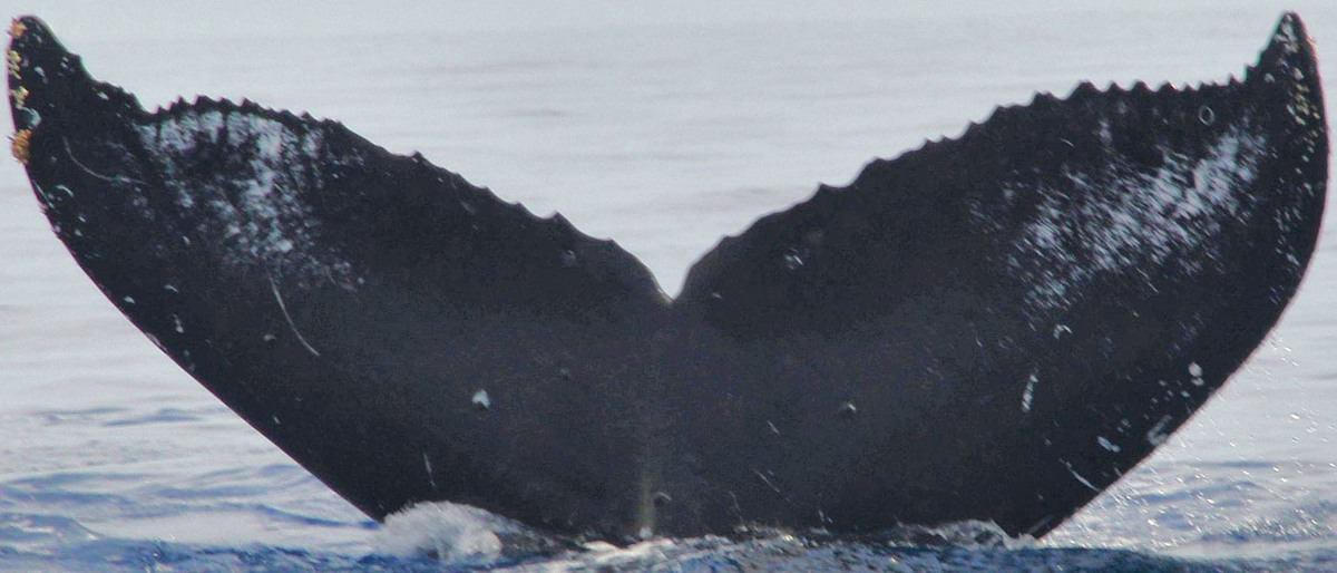 Fluke of HW-MN0440375