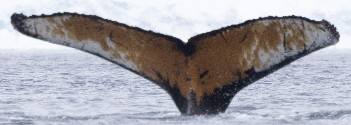 Fluke of HW-MN1307710