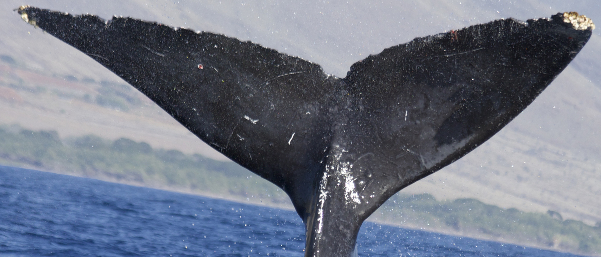 Fluke of SEAK-UASE-SWL-20040606-5-034