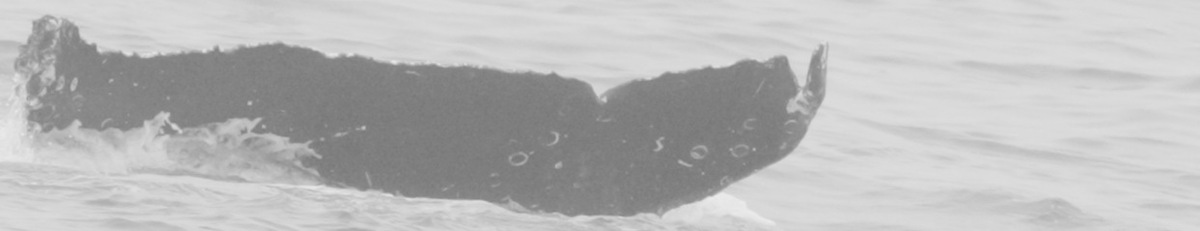 Fluke of CRC-15023