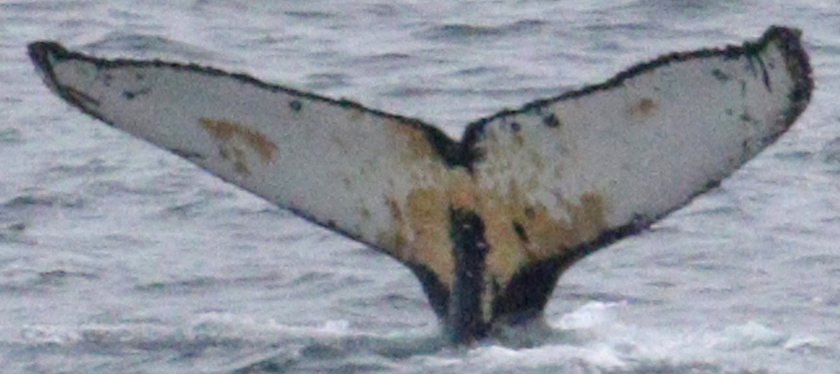 Fluke of HW-MN1307727