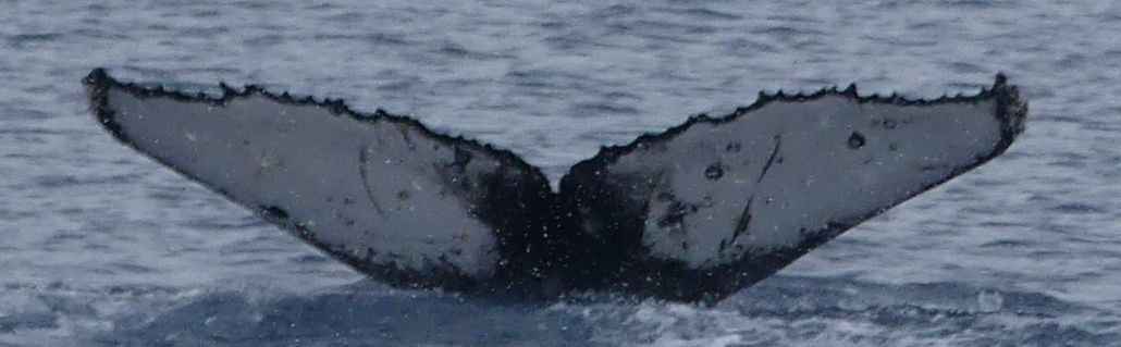 Fluke of HW-MN1307754