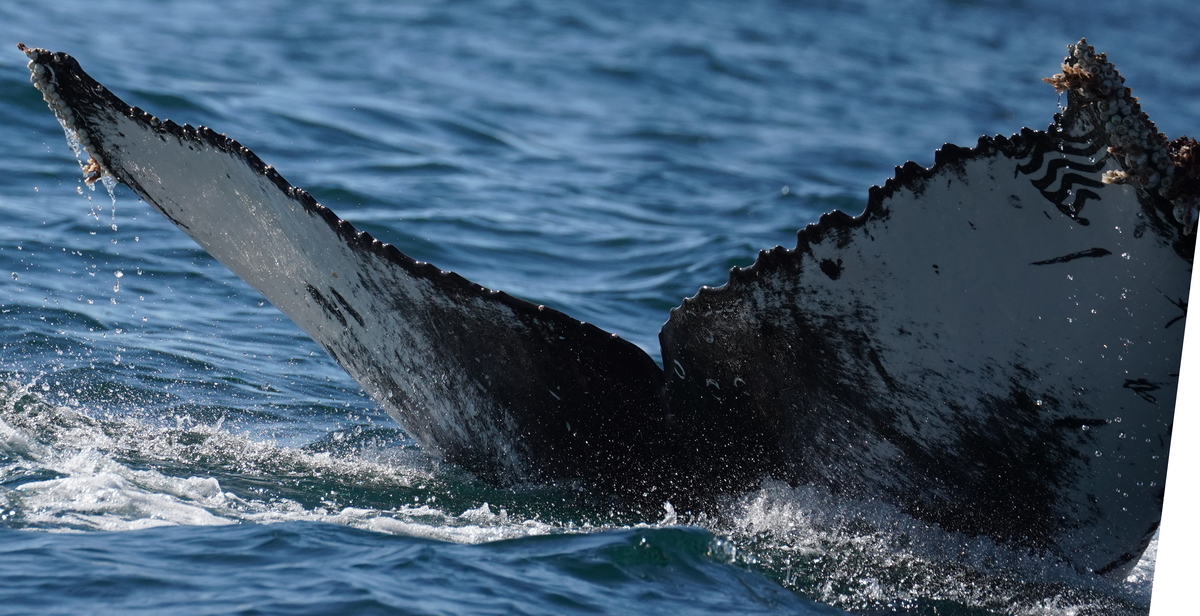Fluke of HW-MN0524663