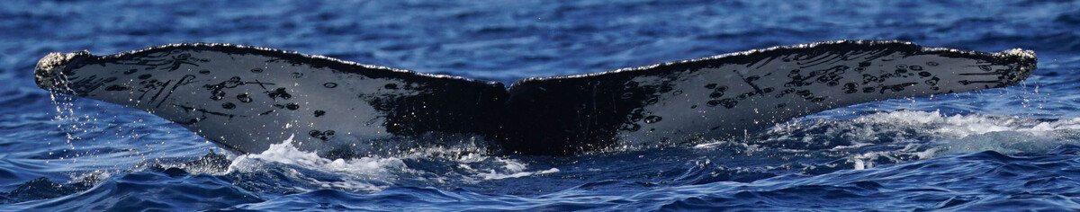 Fluke of HW-MN0524667