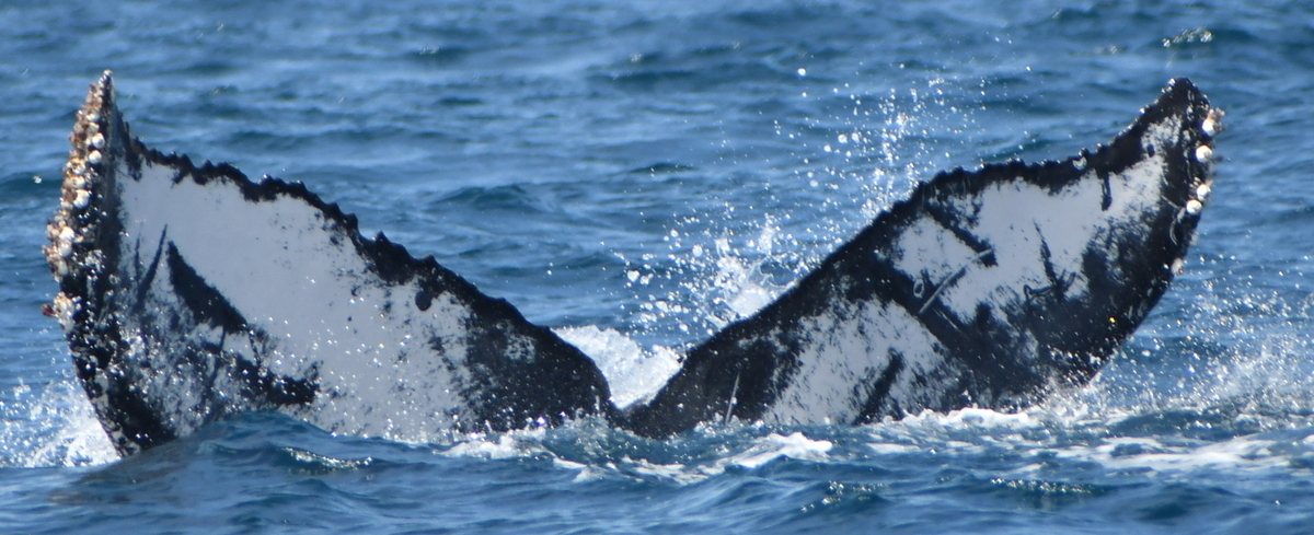 Fluke of HW-MN0524668