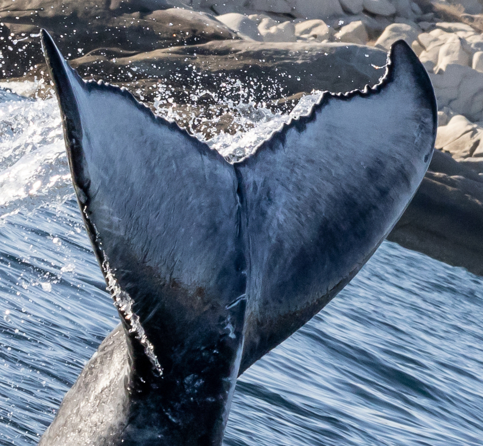 Fluke of HW-MN0524669