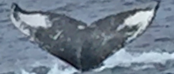 Fluke of HW-MN0440380