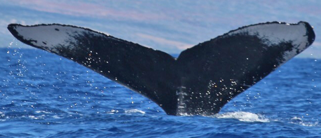Fluke of HW-MN0440381