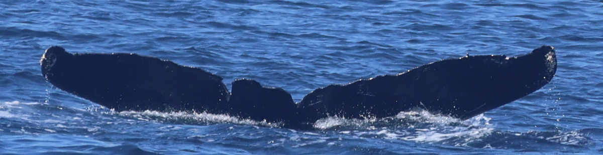 Fluke of HW-MN0524687