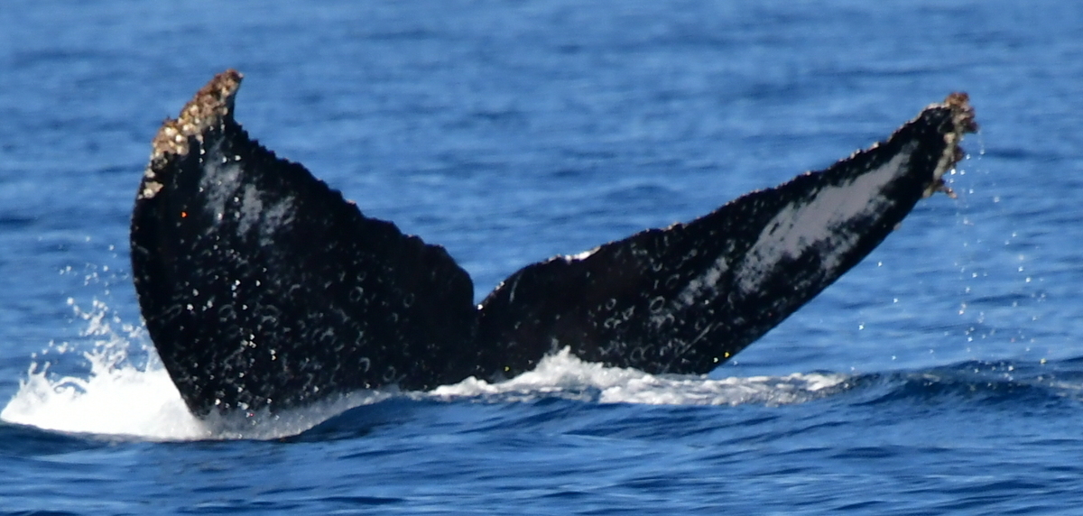 Fluke of HW-MN0524691