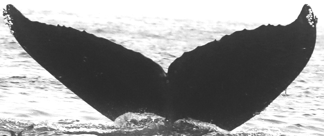 Fluke of Kharma (TMMC)