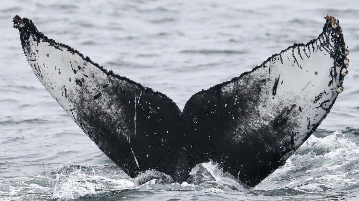 Fluke of CRC-22923