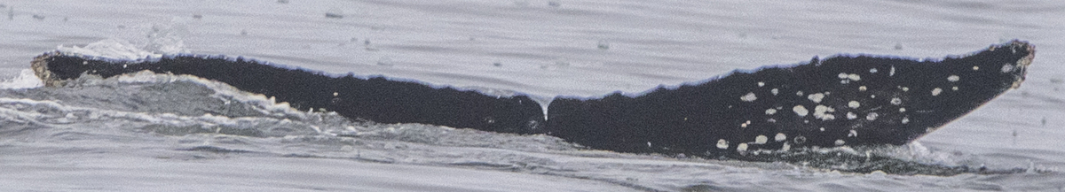 Fluke of HW-MN0503722