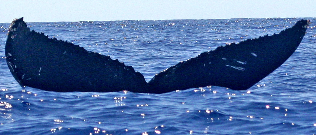 Fluke of HW-MN0440409