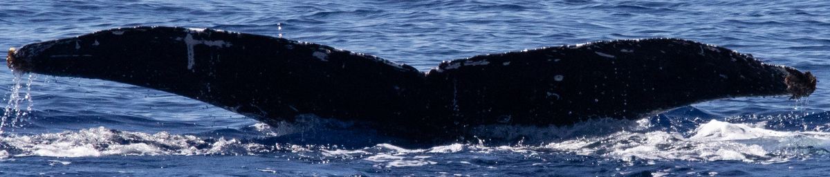 Fluke of HIHWNMS-2025-4-9_G01A01