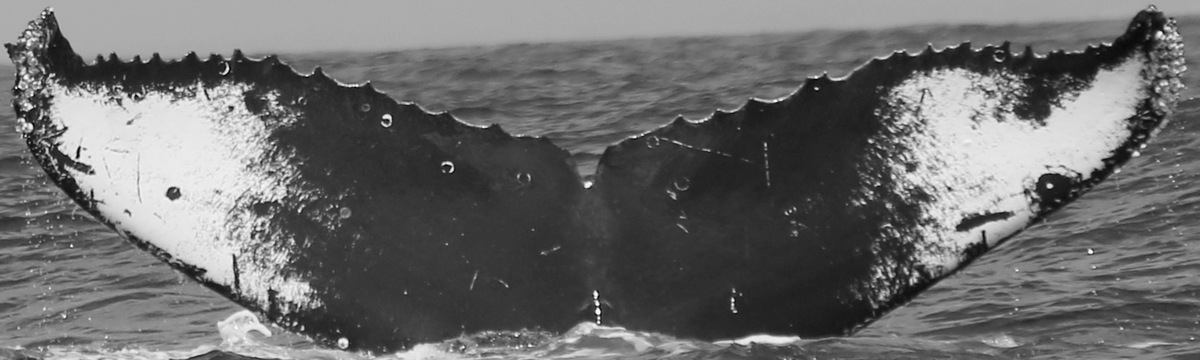 Fluke of Carole (California)