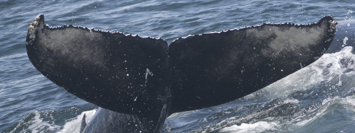 Fluke of 2024-2025 calf of CRC-16398