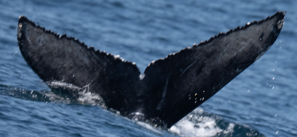 Fluke of 2024-2025 calf of CRC-18462