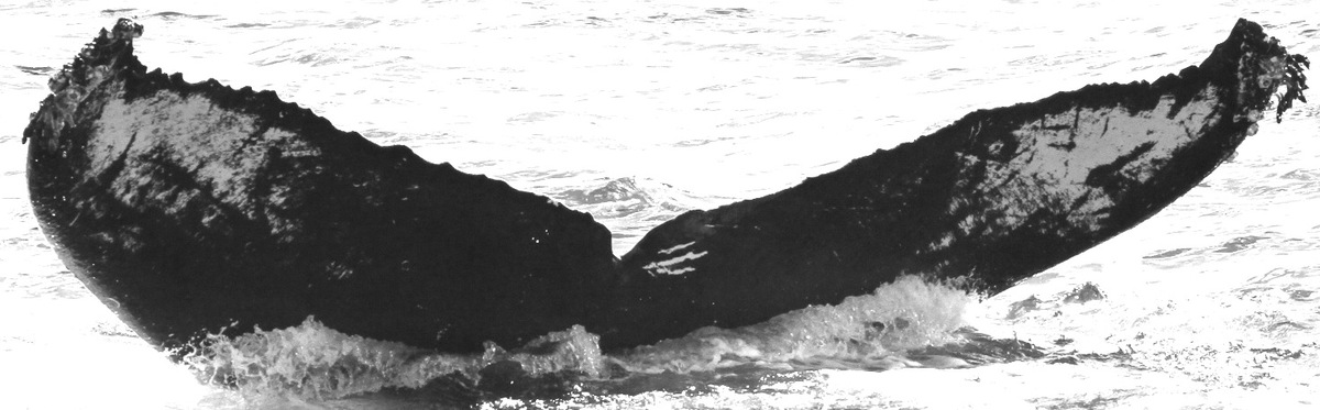 Fluke of CRC-10524