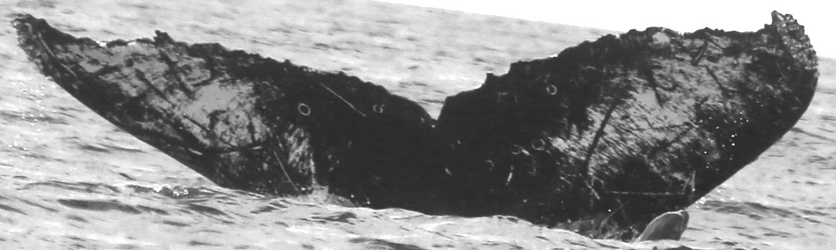Fluke of CRC-10944