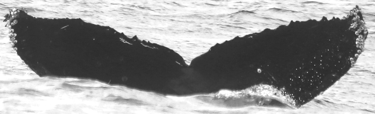 Fluke of CRC-15908
