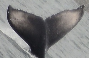 Fluke of Cha-Cha (2025 calf of Sasha)