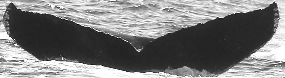 Fluke of CRC-15912