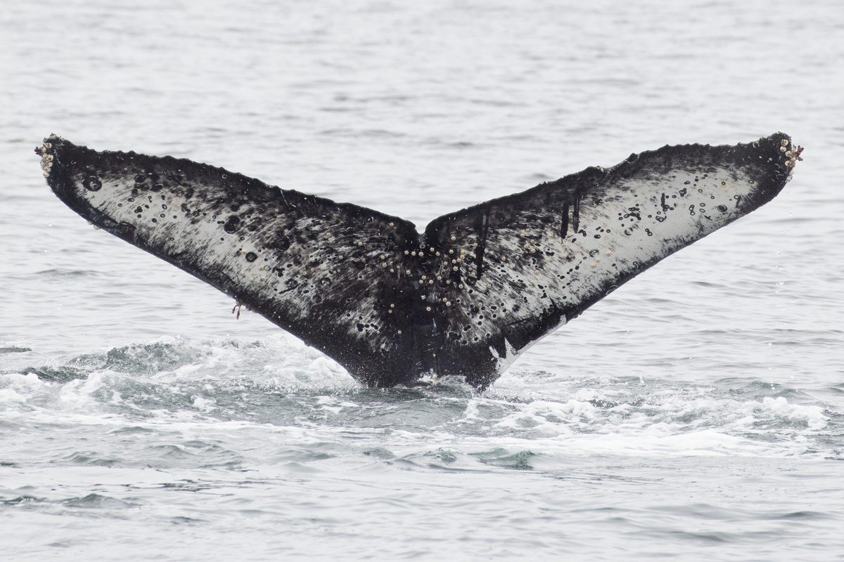 Fluke of HW-MN0503725