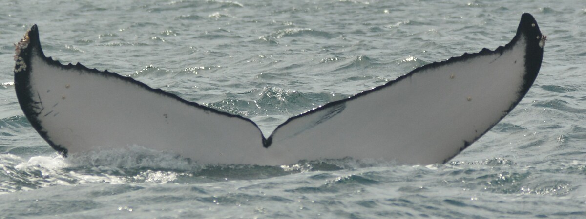 Fluke of Nick Allen 78 (California)