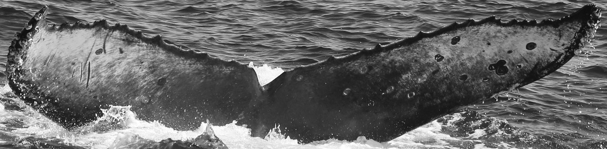 Fluke of CRC-15896