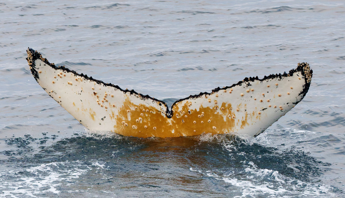 Fluke of HW-MN1307799