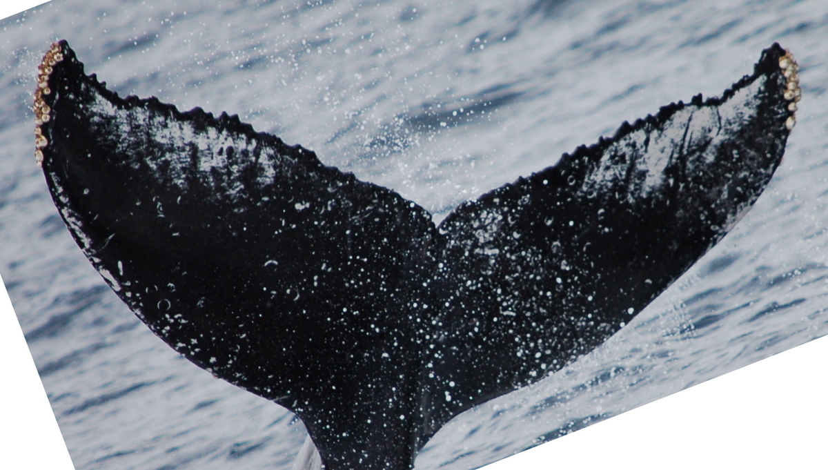 Fluke of HW-MN0524715