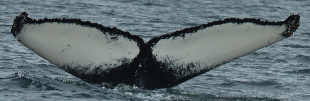 Fluke of Dawid (Husavik)