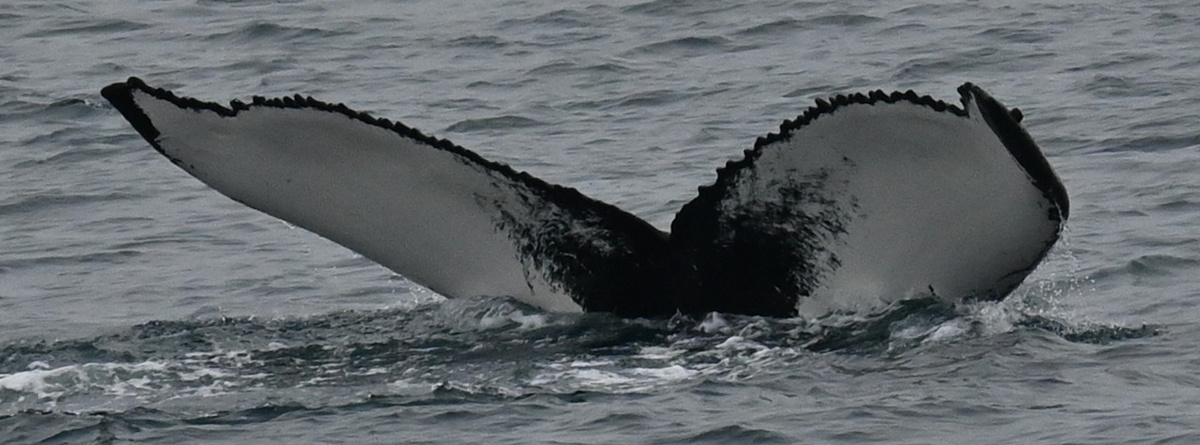 Fluke of Nina (Husavik)