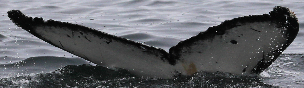 Fluke of Sylvester (BC)